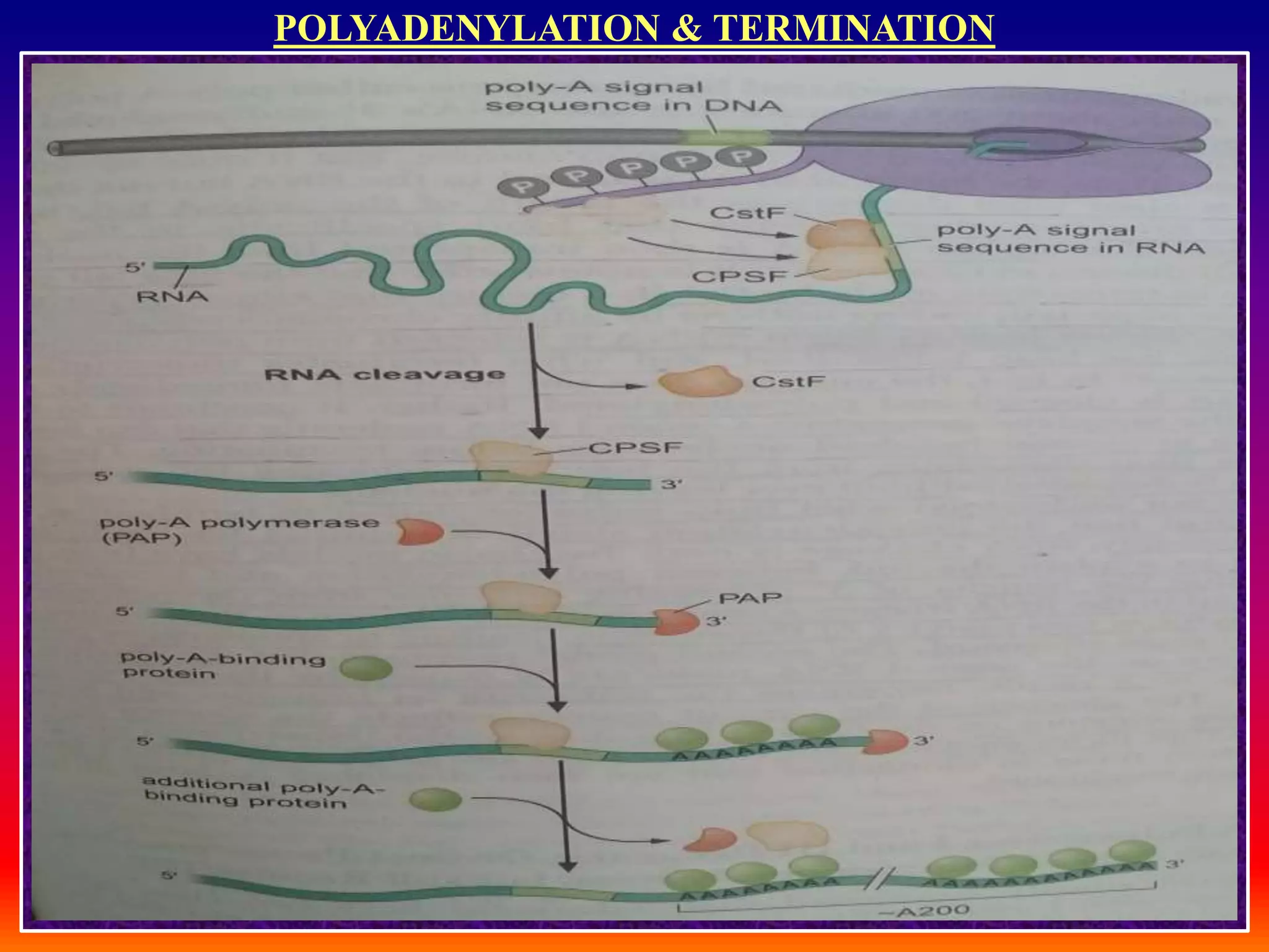 Transcription in eukaryotes | PPTX