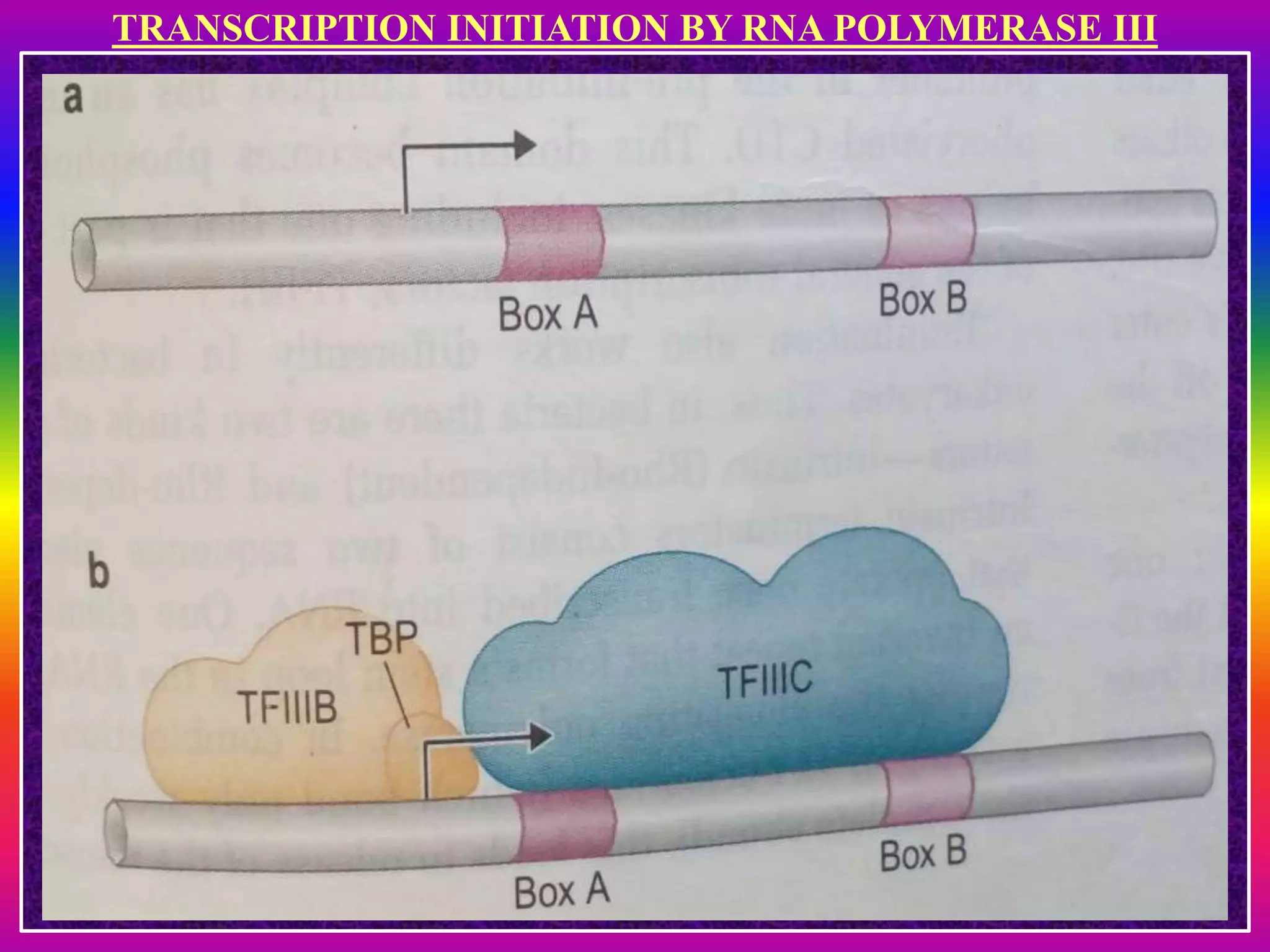Transcription in eukaryotes | PPTX