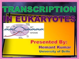 Transcription in eukaryotes