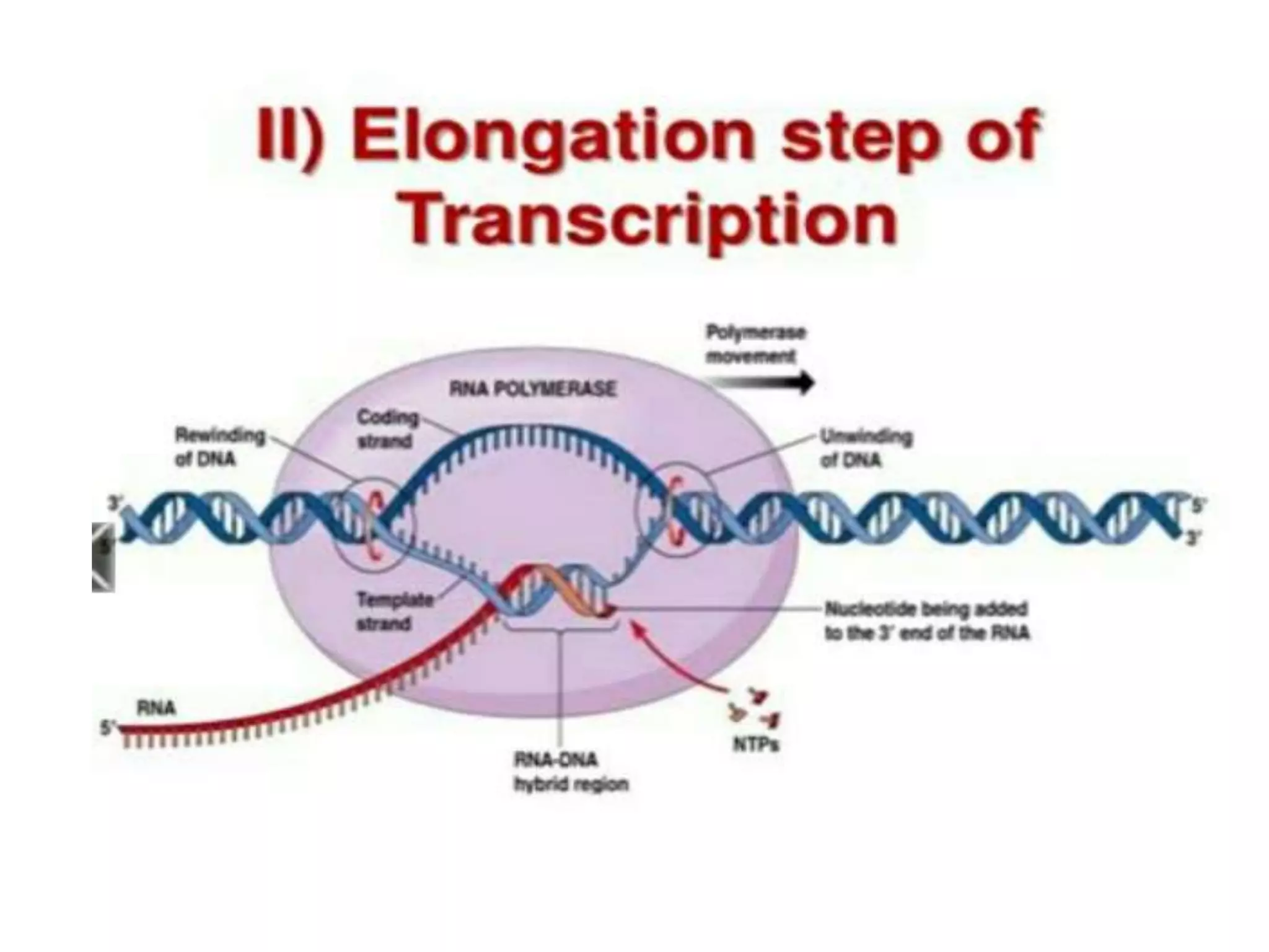 Transcription in eukaryotes | PPTX