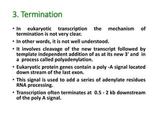 3. Termination
• In eukaryotic transcription the mechanism of
termination is not very clear.
• In other words, it is not well understood.
• It involves cleavage of the new transcript followed by
template independent addition of as at its new 3' and in
a process called polyadenylation.
• Eukaryotic protein genes contain a poly -A signal located
down stream of the last exon.
• This signal is used to add a series of adenylate residues
RNA processing.
• Transcription often terminates at 0.5 - 2 kb downstream
of the poly A signal.
 