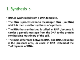 1. Synthesis :-
• RNA is synthesized from a DNA template.
• The RNA is processed in to messenger RNA ( m RNA)
which is then used for synthesis of a protein.
• The RNA thus synthesized is called m RNA , because it
carries a genetic message from the DNA to the protein
synthesizing machinery of the cell.
• The main difference between RNA and DNA sequence
is the presence of U, or uracil in RNA instead of the
T of thymine of DNA.
 