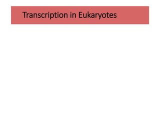 Transcription in Eukaryotes
 