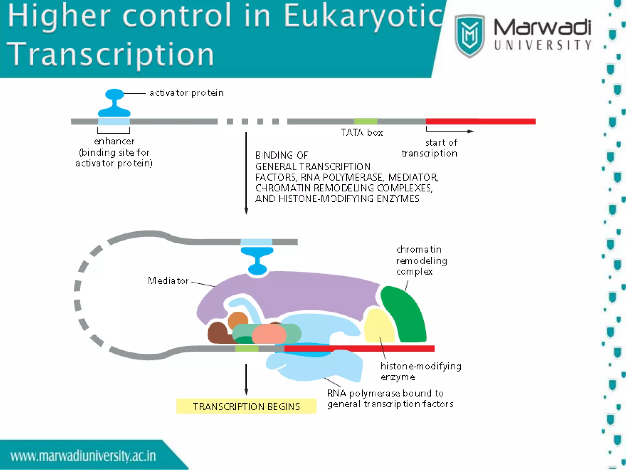 Transcription in Eukaryotes | PPTX