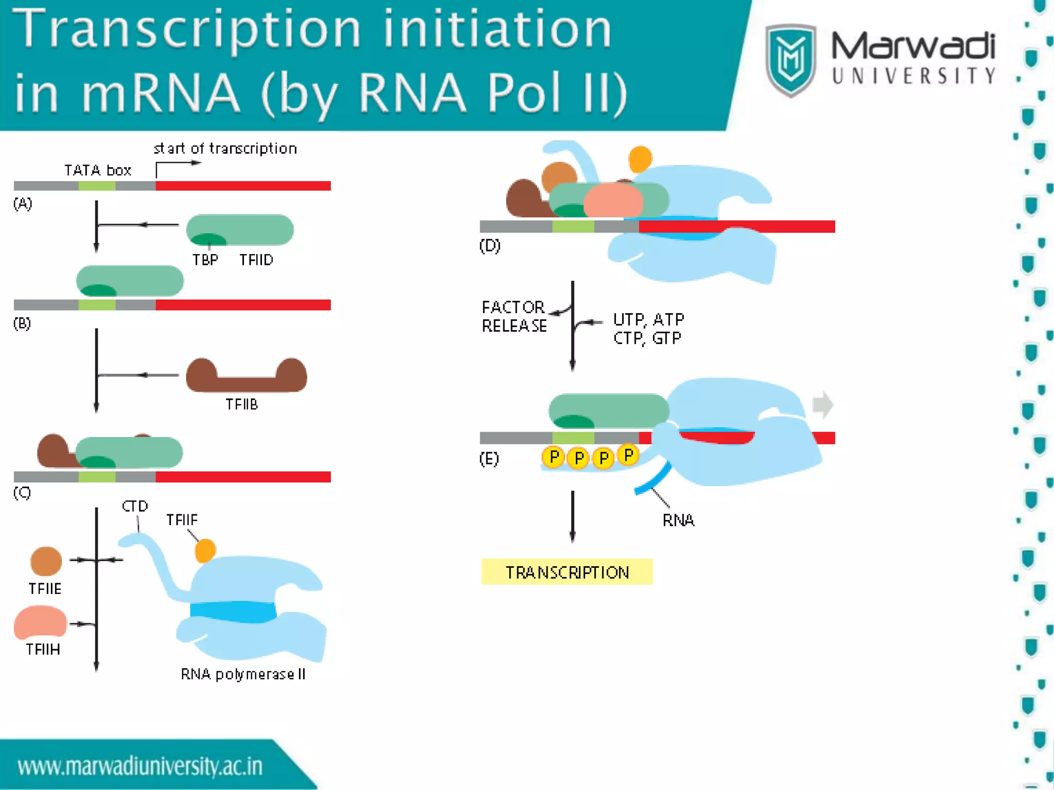 Transcription in Eukaryotes | PPTX