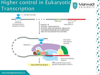 Transcription in Eukaryotes | PPTX