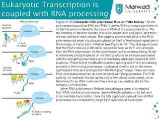 Transcription in Eukaryotes | PPTX