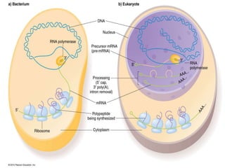 difference between Transcription in eukaryotes and prokaryotes 