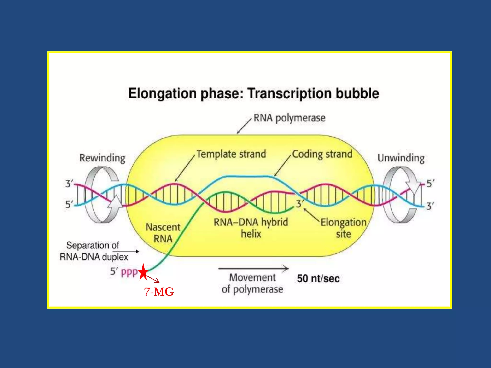 Transcription in eukaryotes | PPTX