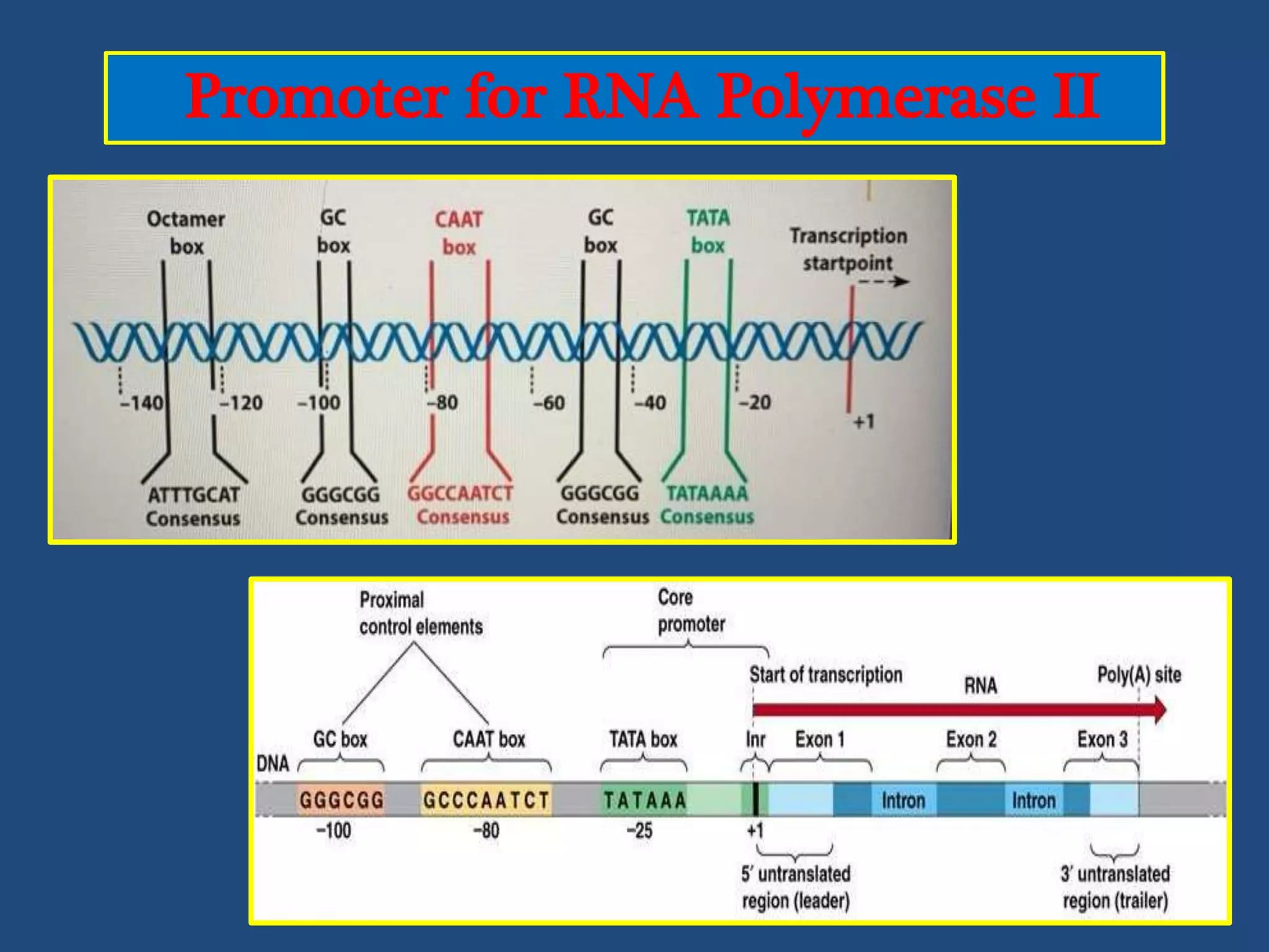 Transcription in eukaryotes | PPTX