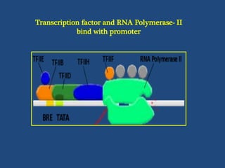 Transcription in eukaryotes | PPTX