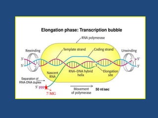 Transcription in eukaryotes | PPTX