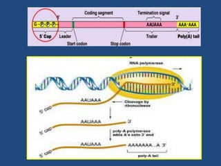 Transcription in eukaryotes | PPTX