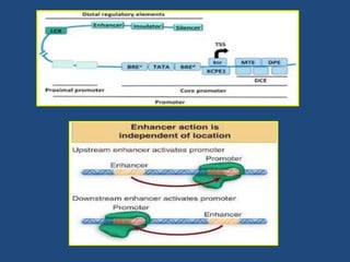 Transcription in eukaryotes | PPTX