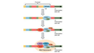 Comprehensive Overview of Eukaryotic Transcription Mechanisms and ...