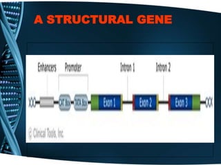 A STRUCTURAL GENE
 