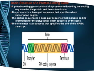 Basic Structure of a Protein-Coding Gene
▪A protein-coding gene consists of a promoter followed by the coding
sequence for the protein and then a terminator.
▪The promoter is a base-pair sequence that specifies where
transcription begins.
▪The coding sequence is a base-pair sequence that includes coding
information for the polypeptide chain specified by the gene.
▪The terminator is a sequence that specifies the end of the mRNA
transcript.
 