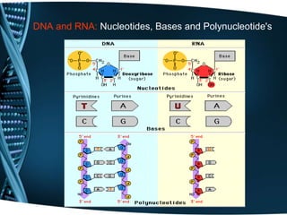DNA and RNA: Nucleotides, Bases and Polynucleotide's
 