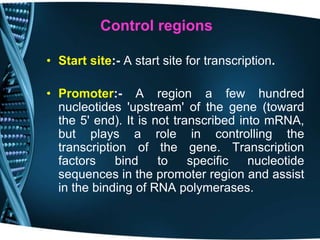 Control regions
• Start site:- A start site for transcription.
• Promoter:- A region a few hundred
nucleotides 'upstream' of the gene (toward
the 5' end). It is not transcribed into mRNA,
but plays a role in controlling the
transcription of the gene. Transcription
factors bind to specific nucleotide
sequences in the promoter region and assist
in the binding of RNA polymerases.
 