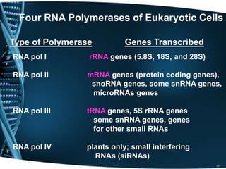 17
Four RNA Polymerases of Eukaryotic Cells
Type of Polymerase Genes Transcribed
RNA pol I rRNA genes (5.8S, 18S, and 28S)
RNA pol II mRNA genes (protein coding genes),
snoRNA genes, some snRNA genes,
microRNAs genes
RNA pol III tRNA genes, 5S rRNA genes
some snRNA genes, genes
for other small RNAs
RNA pol IV plants only; small interfering
RNAs (siRNAs)
 