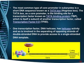 • The most common type of core promoter in eukaryotes is a
short DNA sequence known as a TATA box (Hogness box). The
TATA box, as a core promoter, is the binding site for a
transcription factor known as TATA binding protein (TBP),
which is itself a subunit of another transcription factor, called
Transcription Factor II D (TFIID).
• One transcription factor, DNA helicase, has helicase activity
and so is involved in the separating of opposing strands of
double-stranded DNA to provide access to a single-stranded
DNA template.
19
 