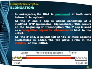 Eukaryotic transcription
ELONGATION:
• In eukaryotes, the RNA is processed at both ends
before it is spliced.
• At the 5‘ end, a cap is added consisting of a
modified GTP (guanosine triphosphate). This occurs
at the beginning of transcription. The 5' cap is used
as a recognition signal for ribosomes to bind to the
mRNA.
• At the 3' end, a poly(A) tail of 150 or more adenine
nucleotides is added. The tail plays a role in the
stability of the mRNA.
20
 
