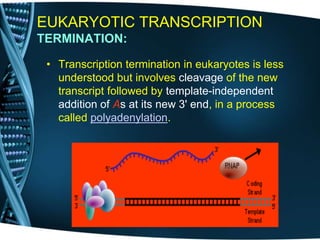 EUKARYOTIC TRANSCRIPTION
TERMINATION:
• Transcription termination in eukaryotes is less
understood but involves cleavage of the new
transcript followed by template-independent
addition of As at its new 3' end, in a process
called polyadenylation.
 