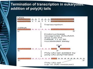 Termination of transcription in eukaryotes:
addition of poly(A) tails
 
