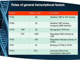 Factor Mass ( kD) Function
TFIIA 69 Stabilize TBP & TAF binding
TFIIB 35 Stabilize TBP binding,
recognize BRE element
TFIID TBP 38 Recognizes TATA box
TAF >960 Regulates DNA binding by
TBP
TFIIE 165 Regulates helicase activity of
TFIIH
TFIIF 87 Binding of TFIIE & TFIIH
TFIIH 470 Unwinds DNA at the
transcription start point
 