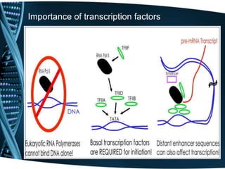 Importance of transcription factors
 