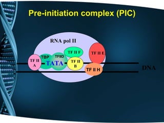 Pre-initiation complex (PIC)
RNA pol II
TF II F
TBP TFIID
TATA
DNA
TF II
A
TF II
B
TF II E
TF II H
 