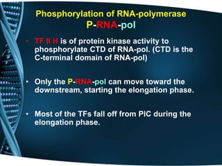 • TF II H is of protein kinase activity to
phosphorylate CTD of RNA-pol. (CTD is the
C-terminal domain of RNA-pol)
• Only the P-RNA-pol can move toward the
downstream, starting the elongation phase.
• Most of the TFs fall off from PIC during the
elongation phase.
Phosphorylation of RNA-polymerase
P-RNA-pol
 