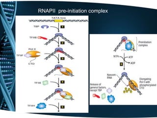 RNAPII pre-initiation complex
 