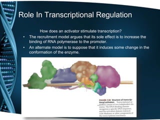Role In Transcriptional Regulation
How does an activator stimulate transcription?
• The recruitment model argues that its sole effect is to increase the
binding of RNA polymerase to the promoter.
• An alternate model is to suppose that it induces some change in the
conformation of the enzyme.
 