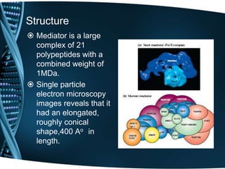 Structure
 Mediator is a large
complex of 21
polypeptides with a
combined weight of
1MDa.
 Single particle
electron microscopy
images reveals that it
had an elongated,
roughly conical
shape,400 Ao in
length.
 
