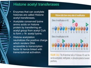 Histone acetyl transferases
• Enzymes that can acetylate
histones are called Histone
acetyl transferases.
• Acetylate conserved lysine
amino acids on histone
protein by transferring an
acetyl group from acetyl CoA
to form e- N- acetyl lysine.
• Histone acetylation
neutralizes the positive charge
which renders DNA
accessible to transcription
factor & hence linked with
transcriptional activation.
 
