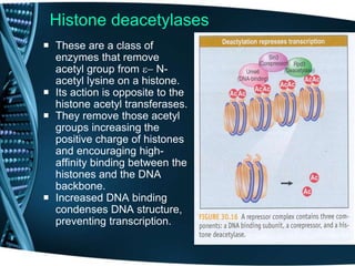 Histone deacetylases
 These are a class of
enzymes that remove
acetyl group from e- N-
acetyl lysine on a histone.
 Its action is opposite to the
histone acetyl transferases.
 They remove those acetyl
groups increasing the
positive charge of histones
and encouraging high-
affinity binding between the
histones and the DNA
backbone.
 Increased DNA binding
condenses DNA structure,
preventing transcription.
 