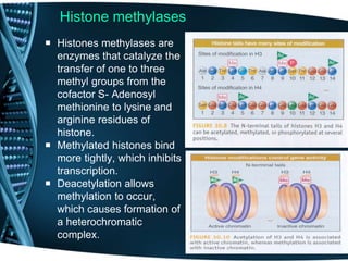 Histone methylases
 Histones methylases are
enzymes that catalyze the
transfer of one to three
methyl groups from the
cofactor S- Adenosyl
methionine to lysine and
arginine residues of
histone.
 Methylated histones bind
more tightly, which inhibits
transcription.
 Deacetylation allows
methylation to occur,
which causes formation of
a heterochromatic
complex.
 
