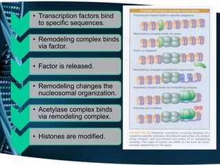 • Transcription factors bind
to specific sequences.
• Remodeling complex binds
via factor.
• Factor is released.
• Remodeling changes the
nucleosomal organization.
• Acetylase complex binds
via remodeling complex.
• Histones are modified.
 