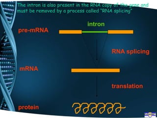 The intron is also present in the RNA copy of the gene and
must be removed by a process called “RNA splicing”
protein
translation
mRNA
RNA splicing
pre-mRNA
intron
 