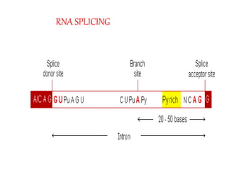 RNA SPLICING
60
 