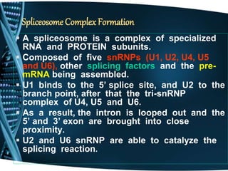 Spliceosome Complex Formation
 A spliceosome is a complex of specialized
RNA and PROTEIN subunits.
 Composed of five snRNPs (U1, U2, U4, U5
and U6), other splicing factors and the pre-
mRNA being assembled.
 U1 binds to the 5’ splice site, and U2 to the
branch point, after that the tri-snRNP
complex of U4, U5 and U6.
 As a result, the intron is looped out and the
5’ and 3’ exon are brought into close
proximity.
 U2 and U6 snRNP are able to catalyze the
splicing reaction.
 