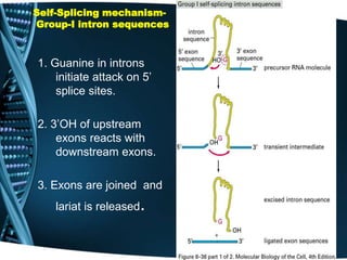 Self-Splicing mechanism-
Group-I intron sequences
1. Guanine in introns
initiate attack on 5’
splice sites.
2. 3’OH of upstream
exons reacts with
downstream exons.
3. Exons are joined and
lariat is released.
 