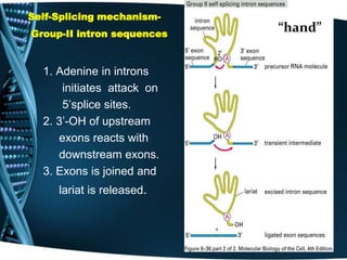 “hand”
Self-Splicing mechanism-
Group-II intron sequences
1. Adenine in introns
initiates attack on
5’splice sites.
2. 3’-OH of upstream
exons reacts with
downstream exons.
3. Exons is joined and
lariat is released.
 