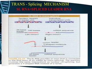 TRANS - Splicing MECHANISM
SL RNA=SPLICED LEADER RNA
 