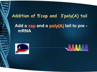 Addition of 5’cap and 3’poly(A) tail
Add a cap and a poly(A) tail to pre -
mRNA
 