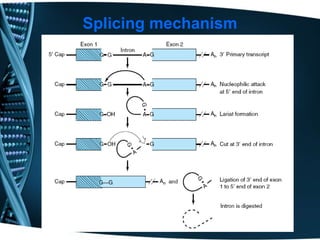 Splicing mechanism
 