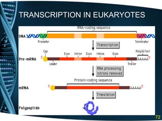 TRANSCRIPTION IN EUKARYOTES
72
 