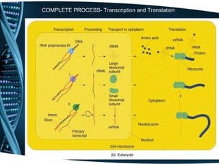 73
COMPLETE PROCESS- Transcription and Translation
 