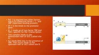 • Pol –l is required two other factors
this is SL1(Selective factor 1 ) , and
UBF (Upstream binding protein).
• SF-1 is the binds to the promotor
gene .
• Sl -1 made up of two factor TBP And
TAFs specific for Pol I transcription.
• This complex binds to the
downstream half of UCE (called site
A).
• SL1 binds DNA only in the presence of
UBF. That factor binds to the
upstream half of UCE called site B.
 